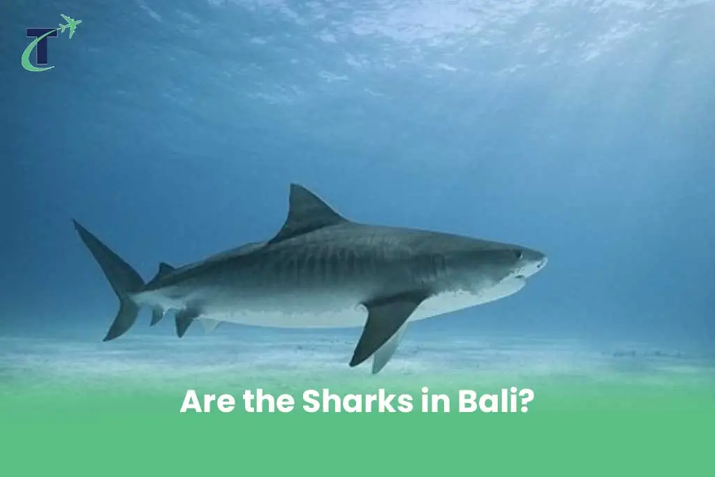 Are the Sharks in Bali