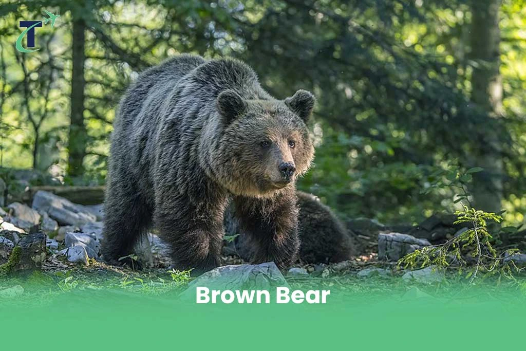 Dangerous Animals in Sweden - Brown Bear