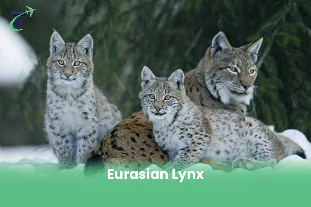 Dangerous Animals in Sweden-Eurasian Lynx