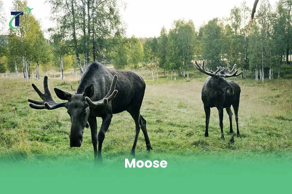 Dangerous Animals in Sweden - Moose