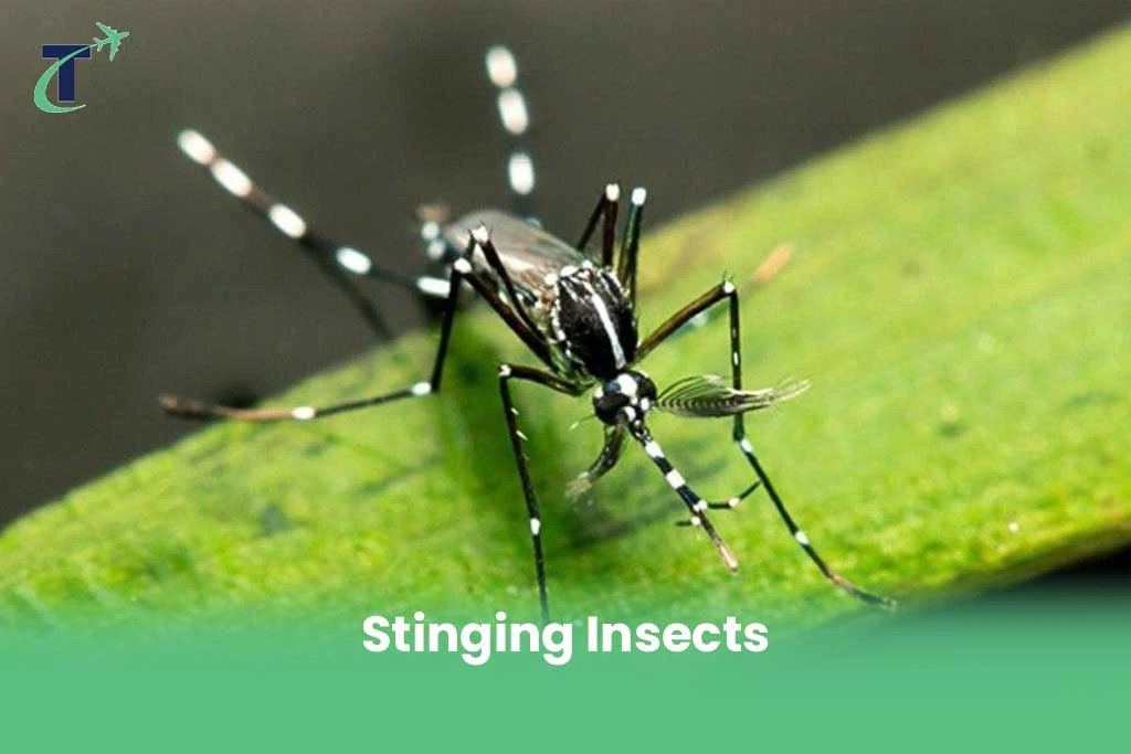 Stinging Insects