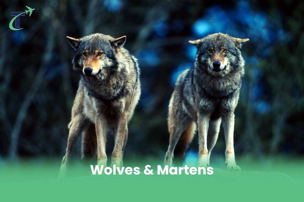 Wolves & Martens