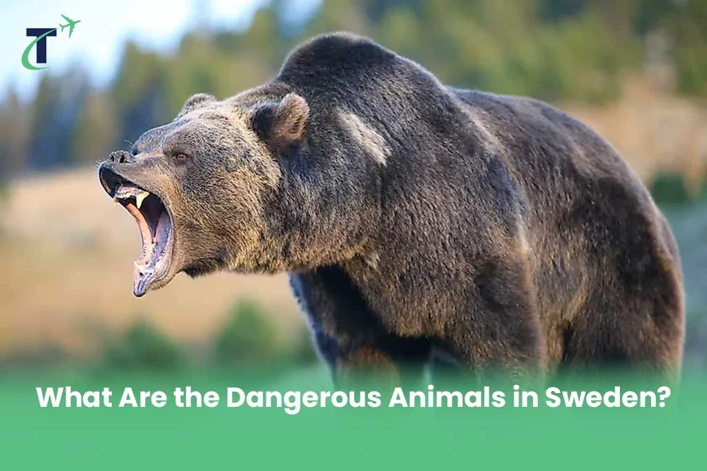 Dangerous Animals in Sweden