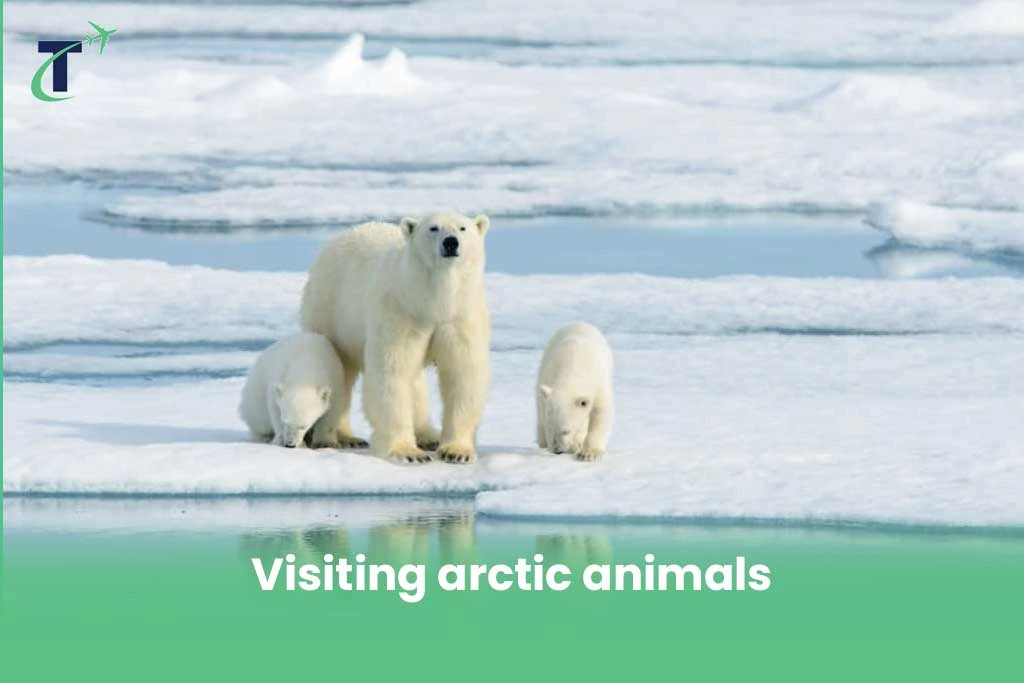 Visiting arctic animals in Sweden