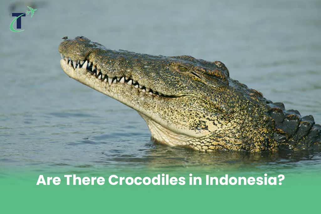 Are There Crocodiles in Indonesia