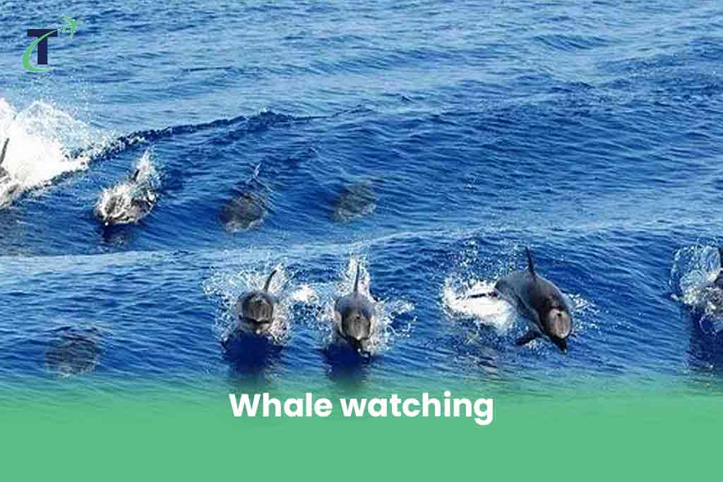 Whale watching in Liguria
