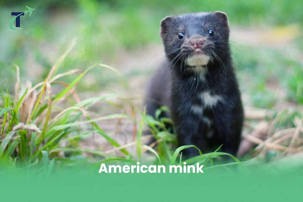 American mink
