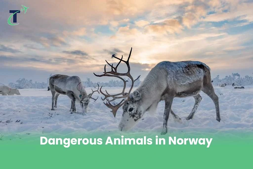 Dangerous Animals in Norway
