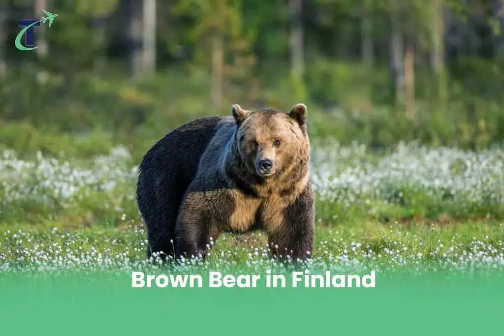 Dangerous Animals in Finland - Brown Bear