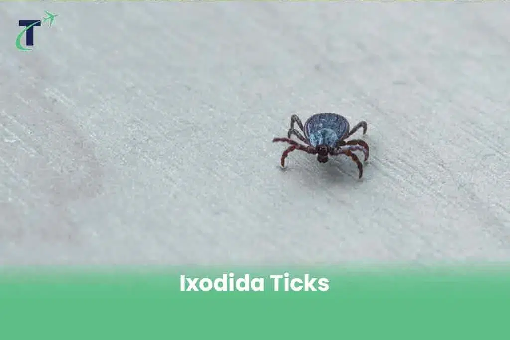 Dangerous Animals in Finland - Ixodida Ticks