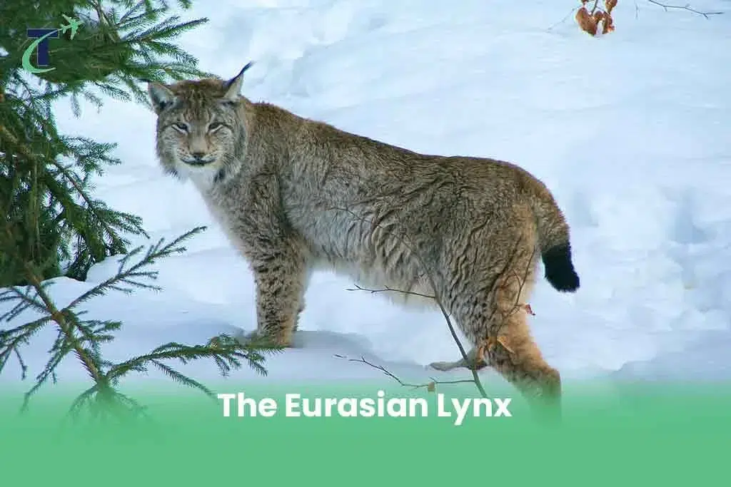 The Eurasian Lynx