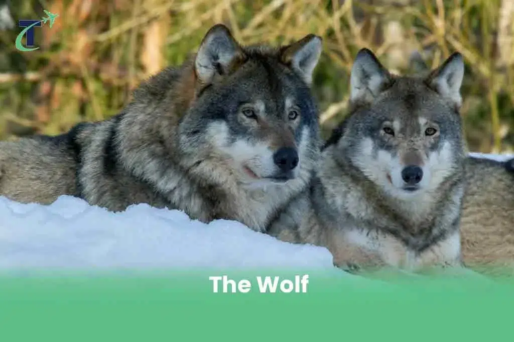 Dangerous Animals in Finland - the wolf