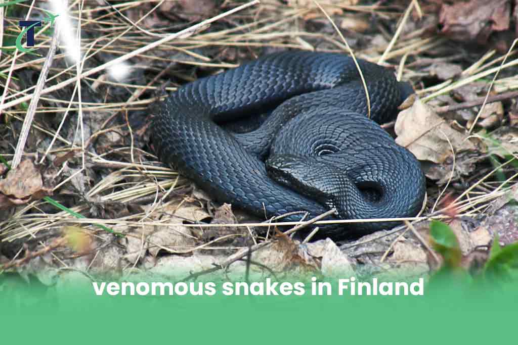 venomous snakes in Finland 