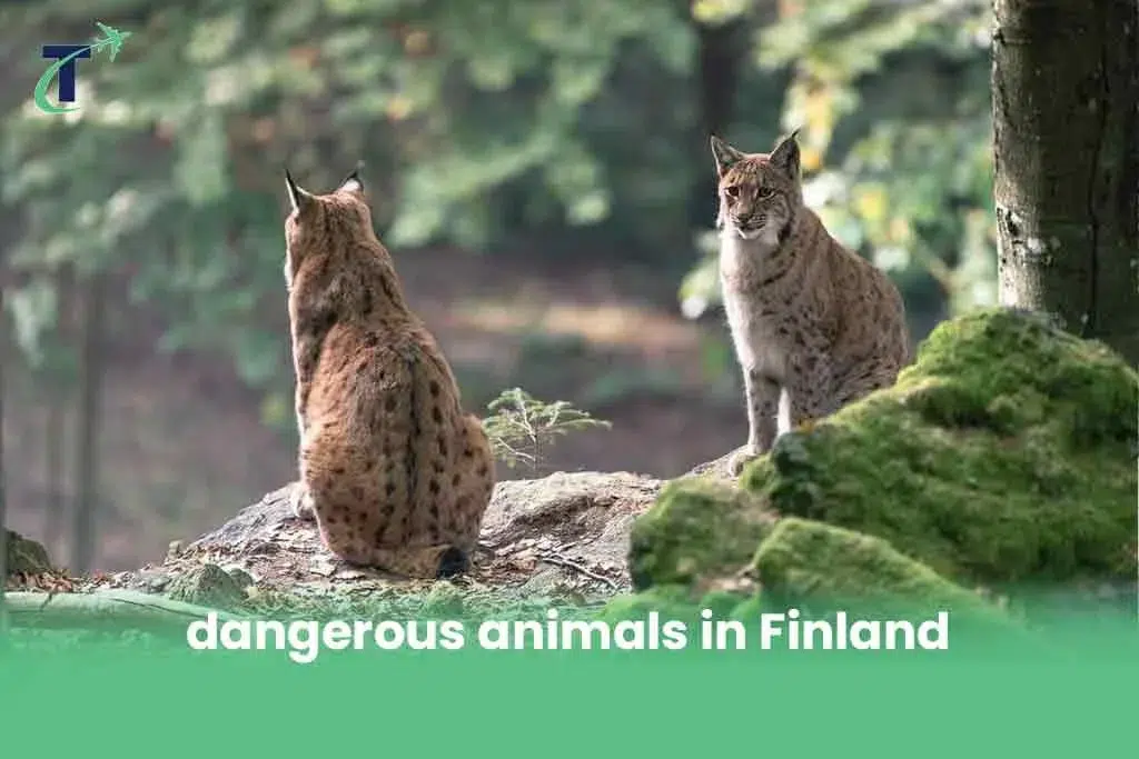 dangerous animals in Finland
