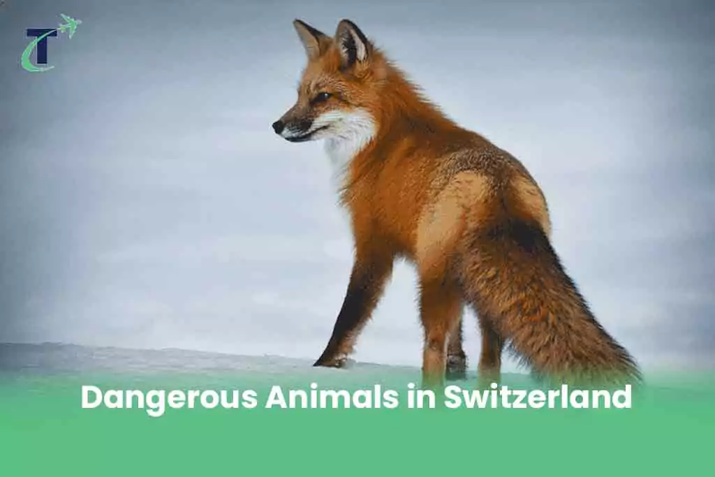 Dangerous Animals in Switzerland